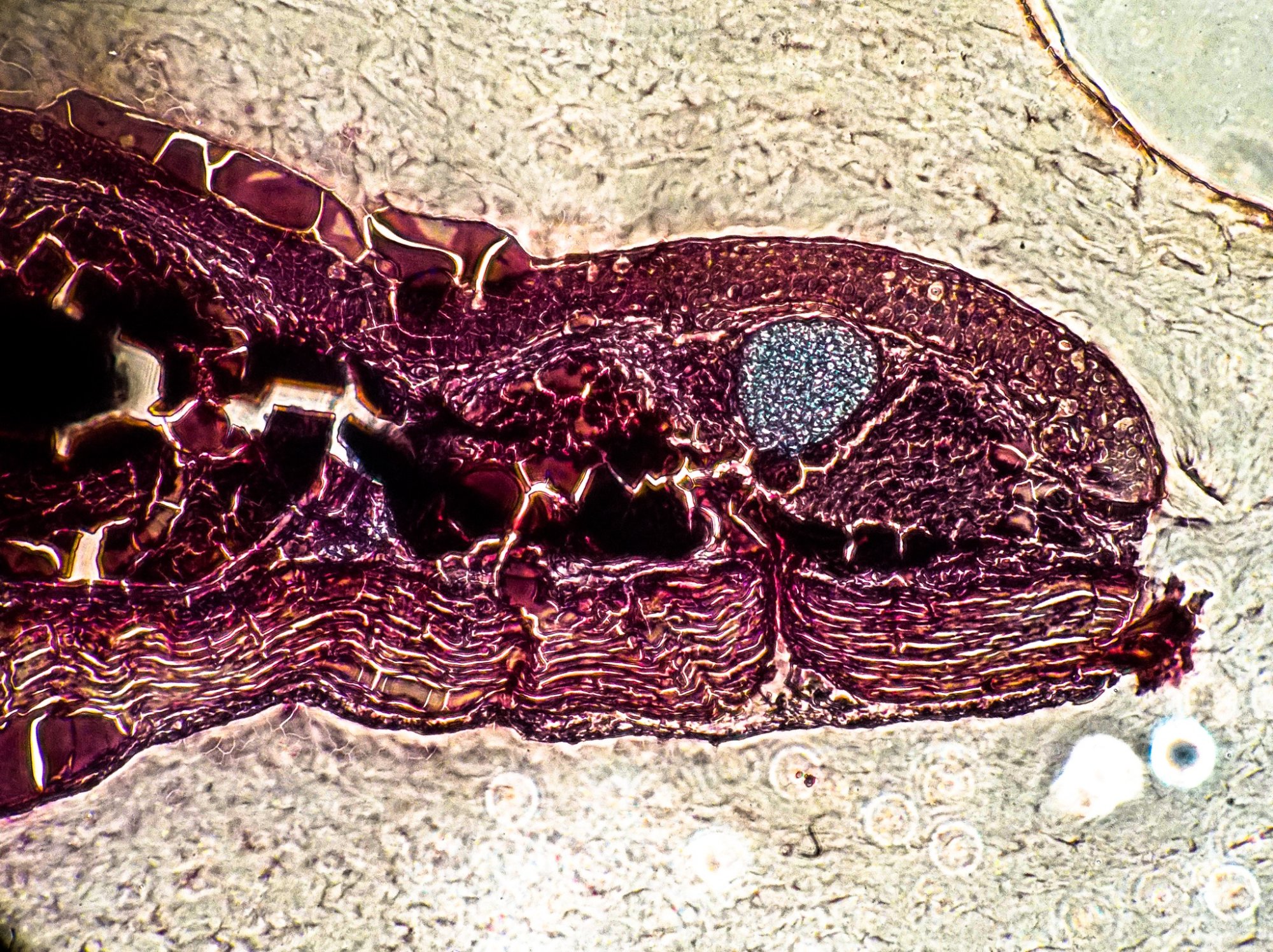 Tissue microscope analysis